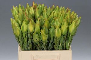 LEUCADENDRON PROCERUM 50
